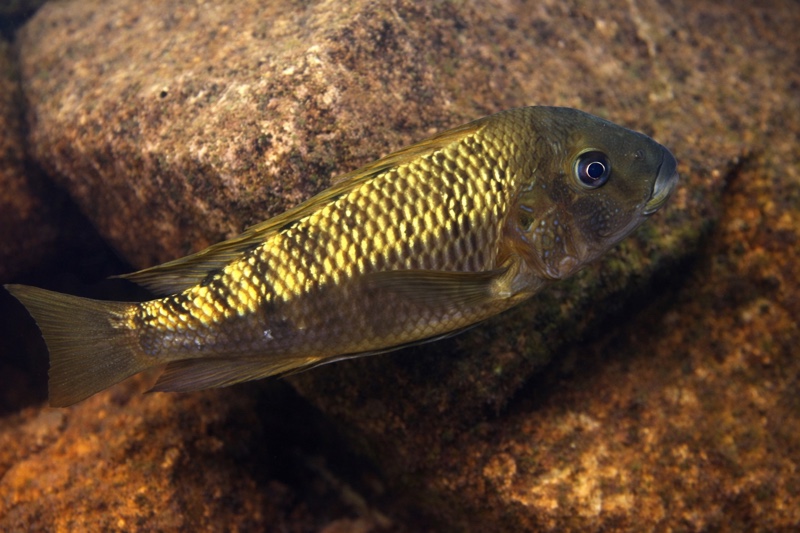 Petrochromis polyodon 'Chituta Bay'
